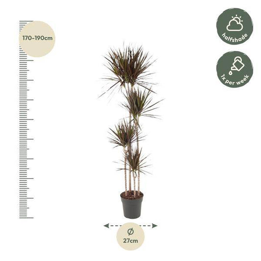 Drachenbaum – Dracaena Magenta 180cm – Ø27cm – Zimmerpflanze mit grünen Blättern & magentafarbenem Rand – Tropische Dekopflanze für Wohnzimmer, Büro & Wintergarten – Pflegeleicht 