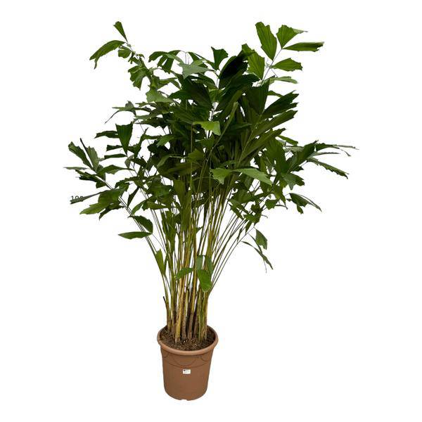 Caryota Mitis – Fischschwanzpalme – Zimmerpflanze ↕210cm – Ø40cm – Tropische Rarität mit gefiederten Blättern – XXL Palme für Wohnzimmer, Wintergarten & Büro 