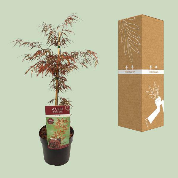 Fächerahorn - Acer palmatum. 'Granat' - Ø19cm - ↕40cm 