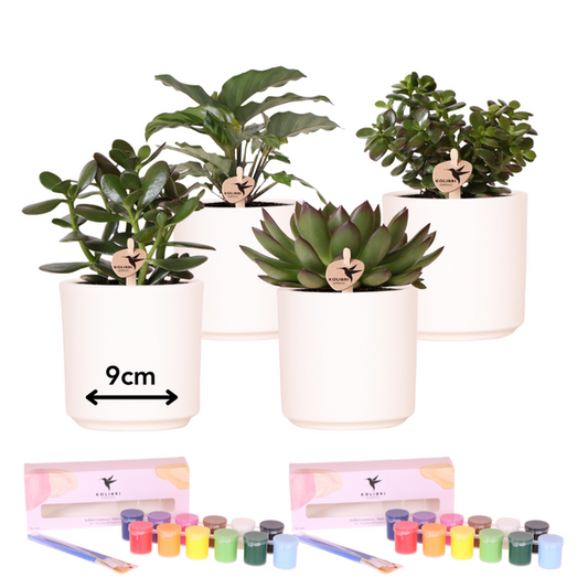 DIY Blumentopf-Bemalset mit Sukkulenten – Malset für 4 Personen – Inkl. 4 Deko-Töpfe, 4 Mini-Sukkulenten, 24 Farben & Pinsel – Kreatives Geschenk-Set 