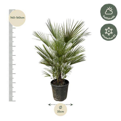 Grüne Zwergpalme – Chamaerops Humilis 150cm – Ø30cm – Europäische frostbeständige Palme – Mediterrane Zimmer- & Gartenpflanze für Innen- und Außenbereiche 