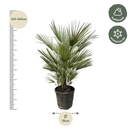 Grüne Zwergpalme – Chamaerops Humilis 150cm – Ø30cm – Europäische frostbeständige Palme – Mediterrane Zimmer- & Gartenpflanze für Innen- und Außenbereiche 