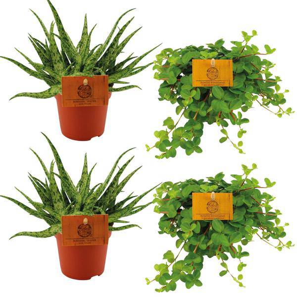 2x Aloe Spider + 2x Peperomia Rotundifolia – Zimmerpflanzen-Set – Ø10.5cm – ↕10cm – Pflegeleicht & dekorativ – Ideal für helle & halbschattige Räume 
