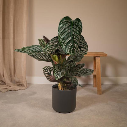 Calathea Ornata – Korbmarante – Zimmerpflanze – Ø19cm x ↕75cm – Dunkelgrüne Blätter mit rosa Streifen – Tropische Pflanze für Wohnräume – Luftreinigend & pflegeleicht 