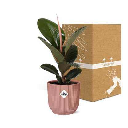 Gummibaum - Ficus Elastica 'Robusta' - Zimmerpflanze + Topf Vibes Fold 14cm Rosa 