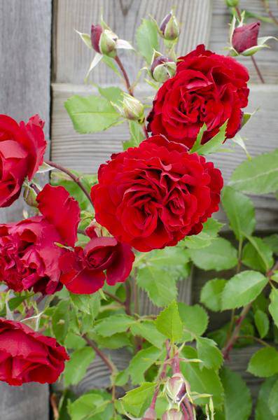 Rote Rose - Rosa Crazy in love 'Red' - Ø15cm - ↕65cm 