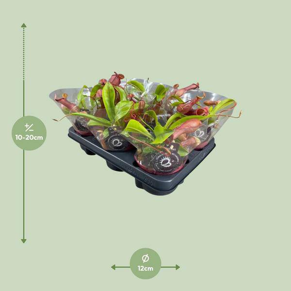 fleischfressende Pflanze - Nepenthes Alata - Zimmerpflanze - Ø12cm - ↕17cm 