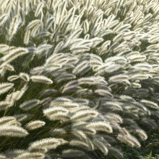 Lampenputzergras Pennisetum alopecuroides 'Hameln' – ↕10-25cm – Ø9cm – 6 Pflanzen – Cremige Blüten von August–Herbst – Pflegeleichtes Ziergras für Garten & Pflanzgefäße 