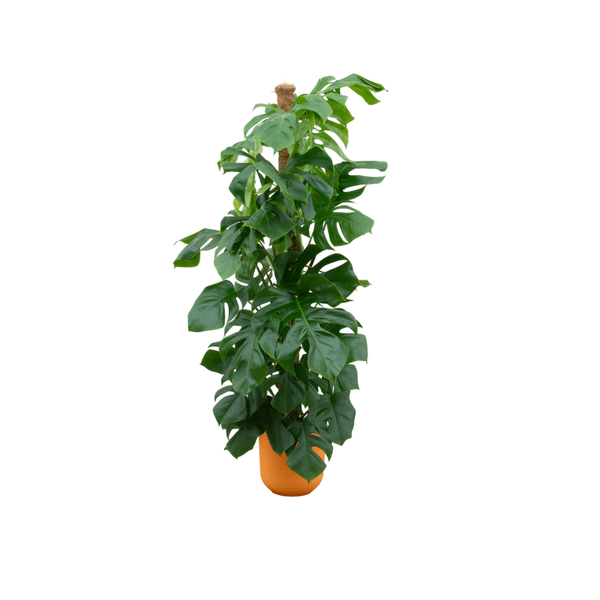 Monstera Pertusum – Fensterblatt – Zimmerpflanze ca. 150cm – ø26cm – inkl. Jazz Pflanztopf Gelb – XXL Grünpflanze mit dekorativen Blättern für Wohnzimmer & Büro 