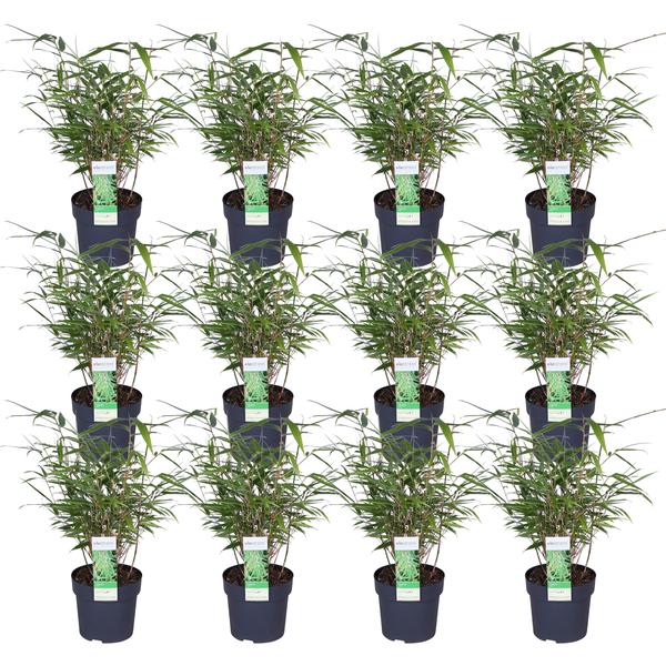 Schirmbambus Fargesia rufa – 4 Pflanzen – ca. 40cm hoch Ø14cm – Kompakter, horstbildender Bambus – Ansicht 13