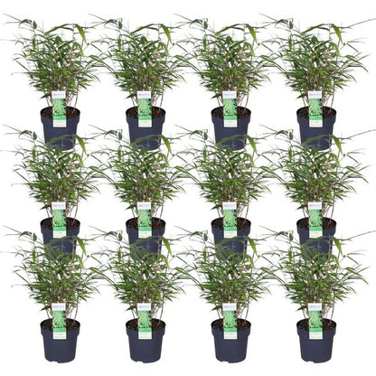 Schirmbambus Fargesia rufa – 4 Pflanzen – ca. 40cm hoch Ø14cm – Kompakter, horstbildender Bambus – Ansicht 13