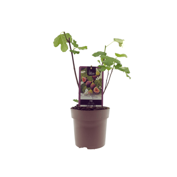 Ficus Brown Turkey – Feigenbaum – Ø15cm – ↕40cm – Pflegeleichter Zimmerfeigenbaum mit großen Blättern – Mediterranes Flair für Innenräume & geschützte Außenbereiche 