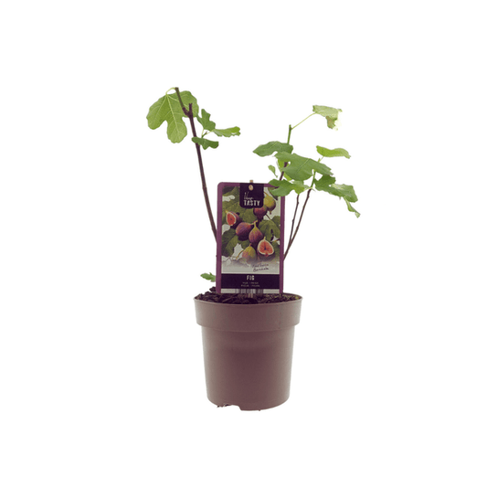 Ficus Brown Turkey – Feigenbaum – Ø15cm – ↕40cm – Pflegeleichter Zimmerfeigenbaum mit großen Blättern – Mediterranes Flair für Innenräume & geschützte Außenbereiche 