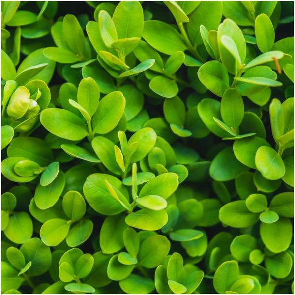 Buchsbaum - Buxus Sempervirens Hecke - 1 Meter  - ↕ 20 cm - Ø12 cm - 6 Pflanzen 