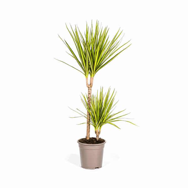 Dracaena Marginata Sunray Drachenbaum – Zimmerpflanze Ø19cm – ca. 80-100cm hoch – Tropischer Akzent mit grünen und gelben Blättern 