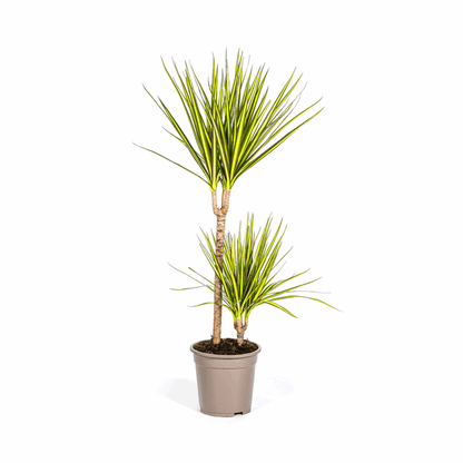 Dracaena Marginata Sunray Drachenbaum – Zimmerpflanze Ø19cm – ca. 80-100cm hoch – Tropischer Akzent mit grünen und gelben Blättern 