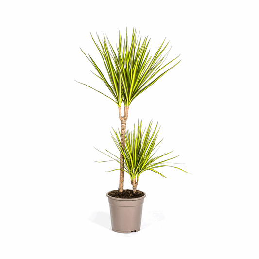 Dracaena Marginata Sunray Drachenbaum – Zimmerpflanze Ø19cm – ca. 80-100cm hoch – Tropischer Akzent mit grünen und gelben Blättern 