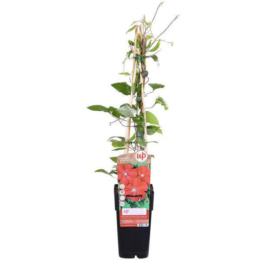 Clematis Hagley Hybrid - Clematis Rood - Ø15cm - ↕65cm 