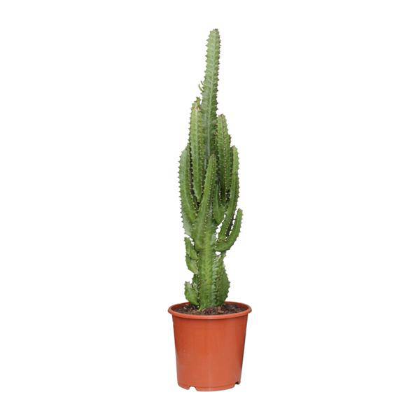 Dreikantige Wolfsmilch - Euphorbia Trigona - Zimmerpflanze - Ø17cm - ↕70cm 