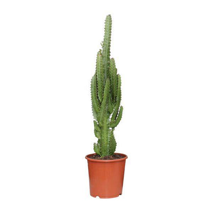 Dreikantige Wolfsmilch - Euphorbia Trigona - Zimmerpflanze - Ø17cm - ↕70cm 