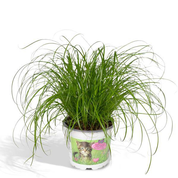 Katzengras – Cyperus alternifolius – Ø12cm x H20cm – Wechselblättriges Zyperngras als Zimmerpflanze – Ungiftig für Katzen – Im Pflanztopf – Direkt aus der Gärtnerei 