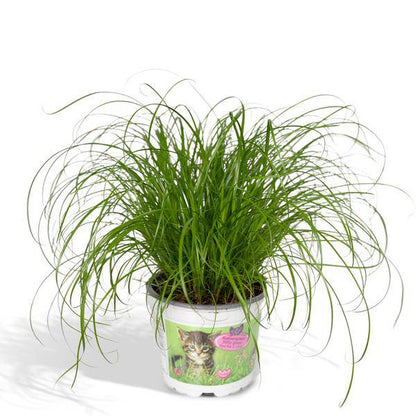 Katzengras – Cyperus alternifolius – Ø12cm x H20cm – Wechselblättriges Zyperngras als Zimmerpflanze – Ungiftig für Katzen – Im Pflanztopf – Direkt aus der Gärtnerei 
