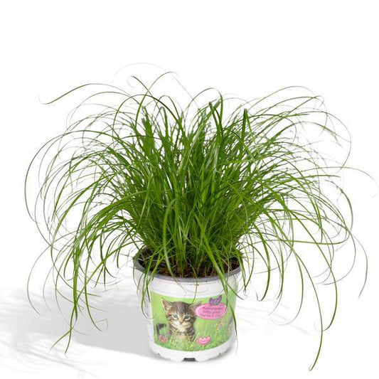 Katzengras – Cyperus alternifolius – Ø12cm x H20cm – Wechselblättriges Zyperngras als Zimmerpflanze – Ungiftig für Katzen – Im Pflanztopf – Direkt aus der Gärtnerei 