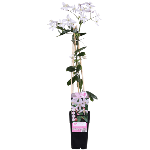 Waldrebe Clematis armandii Apple Blossom – Immergrüne Clematis – Hellrosa Blüten – Ø15cm Topf – ↕65cm Kletterpflanze – Duftende Blüten – Wintergrün – Bienenfreundlich 