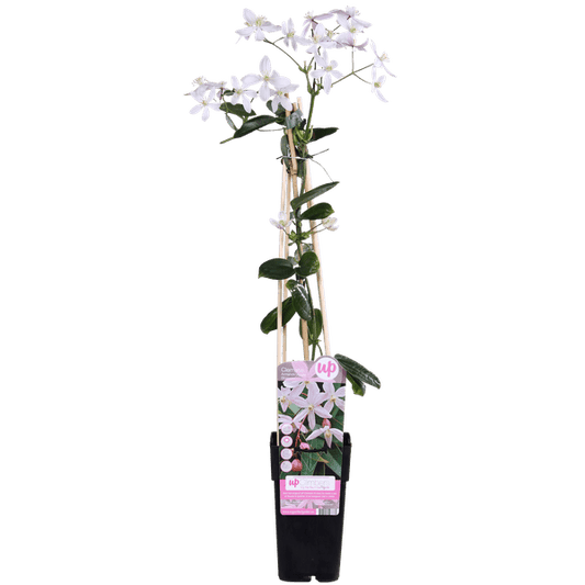 Waldrebe Clematis armandii Apple Blossom – Immergrüne Clematis – Hellrosa Blüten – Ø15cm Topf – ↕65cm Kletterpflanze – Duftende Blüten – Wintergrün – Bienenfreundlich 