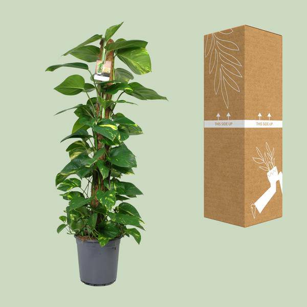 Efeutute Scindapsus Epipremnum – Zimmerpflanze – Ø24 cm Topf – Ca. 120 cm hoch – Pflegeleichte Kletterpflanze mit leuchtend grünem Laub – Ideal für Halbschatten – Fabien Pflanzen 