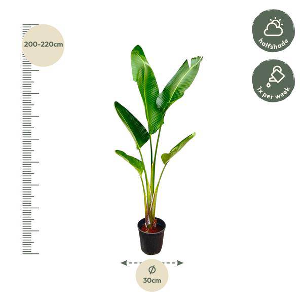 Baum-Strelitzie – Strelitzia Augusta – Zimmerpflanze – 210cm – Ø30cm – Weißer Paradiesvogel mit großen Blättern für Wohnzimmer und Büro 