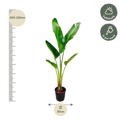 Baum-Strelitzie – Strelitzia Augusta – Zimmerpflanze – 210cm – Ø30cm – Weißer Paradiesvogel mit großen Blättern für Wohnzimmer und Büro 