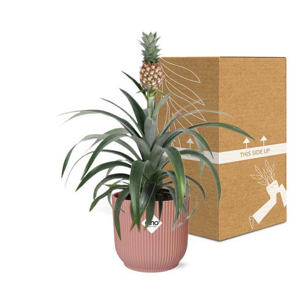 Ananaspflanze Ananas Mi Amigo – Zimmerpflanze inkl. Ziertopf Vibes Fold Rosa Ø14cm – Exotische tropische Pflanze mit dekorativer Frucht – Luftreinigend & pflegeleicht – Für Wohnzimmer & Büro 