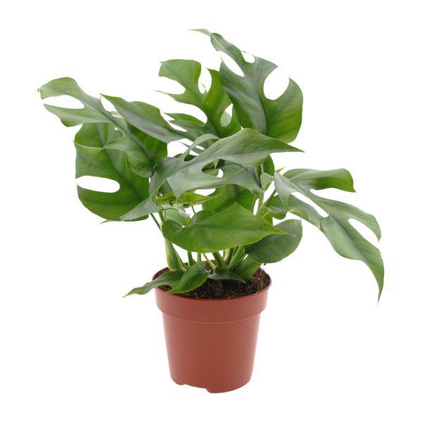 Fensterblatt - Monstera Minima - Zimmerpflanze - Ø12cm - ↕25cm 