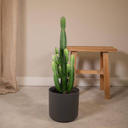 Kaktus-Wolfsmilch – Euphorbia Acrurensis (Cowboy-Kaktus) – Zimmerpflanze – Ø24cm ↕60–80cm – Sukkulente – Pflegeleicht – Exotisches Wüstendesign 