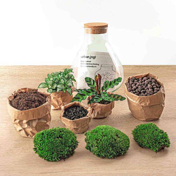 Flaschengarten – DIY Terrarium Sammie – ↕27cm – Selbstversorgendes Pflanzen-Terrarium mit Fittonia & Calathea – Inkl. Glasgefäß, Moos, Erde & Anleitung – Mini-Ökosystem zum Selberbauen 