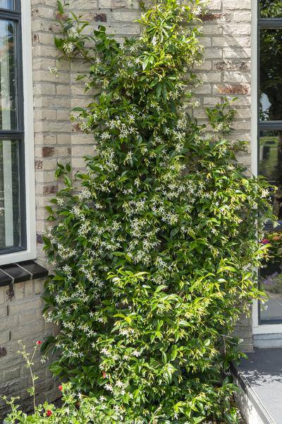 Sternjasmin Trachelospermum 'Star of Venice' – Weiß – Immergrüne Kletterpflanze – ca. 65cm Höhe – Duftender mediterraner Jasmin für Terrasse & Balkon 