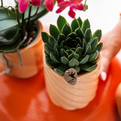 Sukkulente Echeveria Miranda – Grüne Zimmerpflanze – Rosettenform – Ø9cm – Pflegeleicht & Dekorativ 