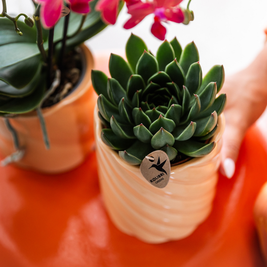 Sukkulente Echeveria Miranda – Grüne Zimmerpflanze – Rosettenform – Ø9cm – Pflegeleicht & Dekorativ 