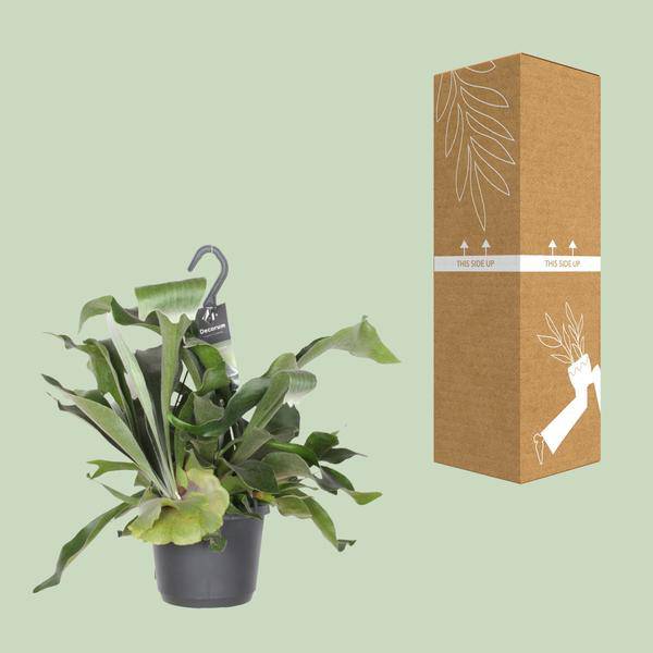 Geweihfarn – Platycerium Netherlands – Zimmerpflanze – Ø17cm ↕30cm – Epiphytischer Farn – Pflegeleicht – Luftreinigend – Dekopflanze 