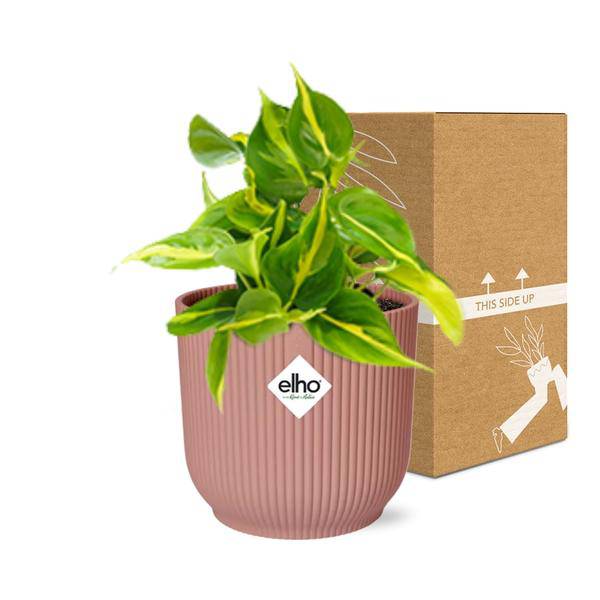 Baumfreund Philodendron Scandens 'Brasil' – Zimmerpflanze inkl. Ziertopf Vibes Fold Rosa Ø14cm – Herzförmige Blätter mit gelbgrüner Zeichnung – Pflegeleicht & luftreinigend – Für Wohnzimmer & Büro 