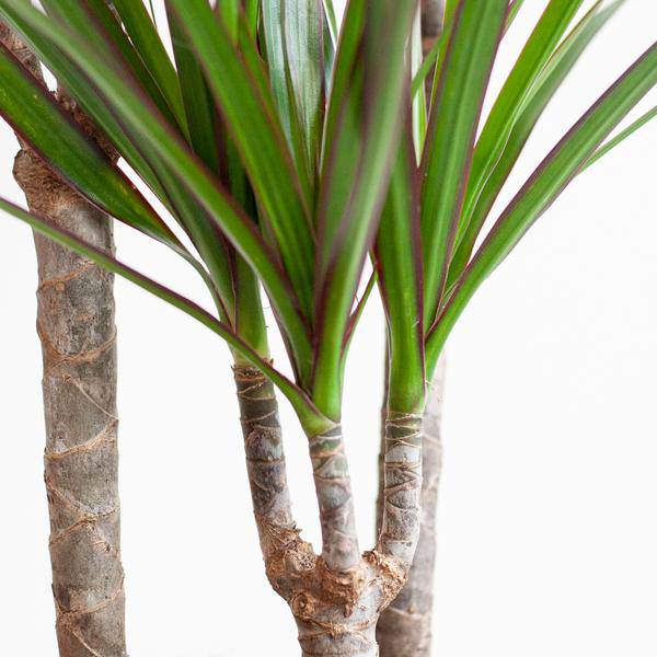 Drachenbaum – Dracaena Marginata – ↕95 cm – Ø21 cm-Topf + Design-Topf „Viber“ Grau – Pflegeleichte Zimmerpflanze – Luftreinigend & dekorativ 