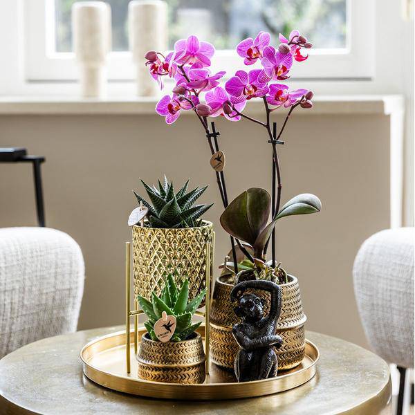 Pflanzenset Hotel Chic – Flieder – Phalaenopsis Orchidee & Sukkulenten – Inklusive Diamond- & Groove-Keramiktöpfe – Mit Monkey Long Tail & goldenem Tablett – Elegantes Zimmerpflanzen-Set 