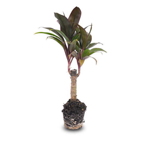 Mini-Palme Cordyline fruticosa Purple Compacta – Terrarienpflanze – Ø6cm – Kompakte Keulenlilie mit violettem Laub – Pflegeleicht & dekorativ 