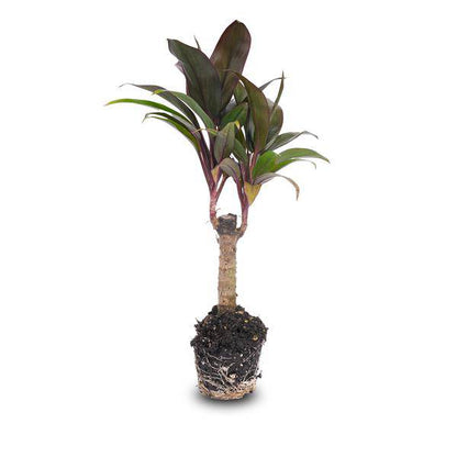 Mini-Palme Cordyline fruticosa Purple Compacta – Terrarienpflanze – Ø6cm – Kompakte Keulenlilie mit violettem Laub – Pflegeleicht & dekorativ 
