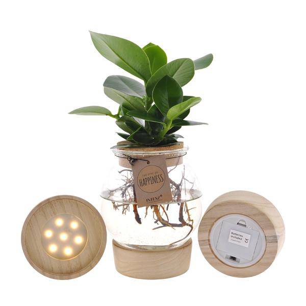 Clusia In Sphärischem Glas + Schnappkorken + LED - Ø12cm - ↕30cm 