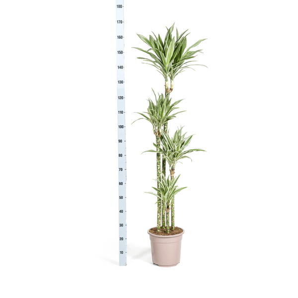Drachenbaum Dracaena Deremensis White Stripe – Zimmerpflanze – Ø27 cm Topf – Höhe 180 cm – Elegante Blattzeichnung & pflegeleicht 