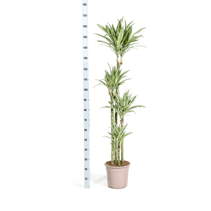 Drachenbaum Dracaena Deremensis White Stripe – Zimmerpflanze – Ø27 cm Topf – Höhe 180 cm – Elegante Blattzeichnung & pflegeleicht 