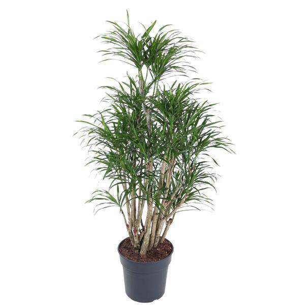 Drachenbaum – Dracaena Anita 160cm – Ø31cm – Verzweigte Zimmerpflanze mit schmalen grünen Blättern – Pflegeleichte Grünpflanze für Wohnzimmer, Büro & Wintergarten 
