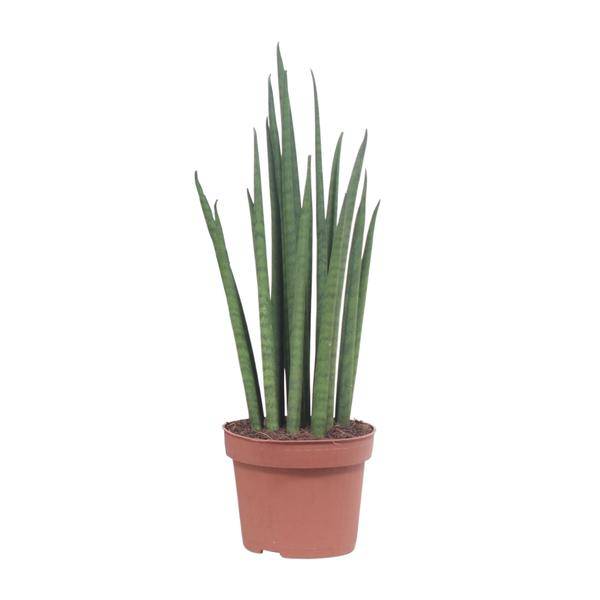 Bogenhanf - Sansevieria Mikado - Zimmerpflanze - Ø12cm - ↕40cm 